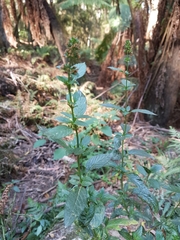 Mentha × piperita