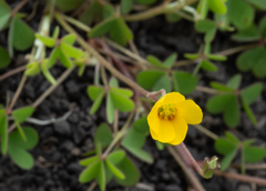 Oxalis texana