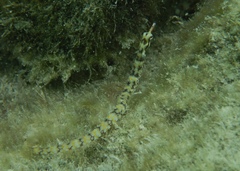 Corythoichthys conspicillatus