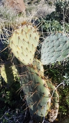 Opuntia chlorotica