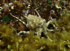 Hapalochlaena maculosa