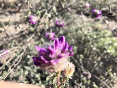 Dalea pulchra