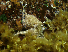 Hapalochlaena maculosa