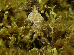 Hapalochlaena maculosa