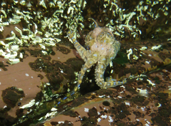 Hapalochlaena maculosa