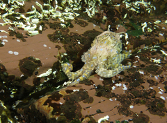 Hapalochlaena maculosa