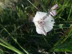 Calochortus umbellatus