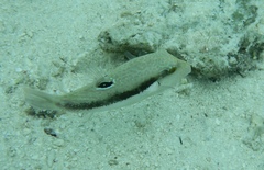 Canthigaster bennetti