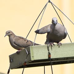 Streptopelia decaocto