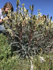 Astragalus oxyphysus