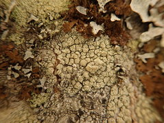 Lecanora confusa