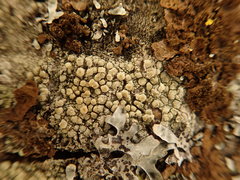 Lecanora confusa