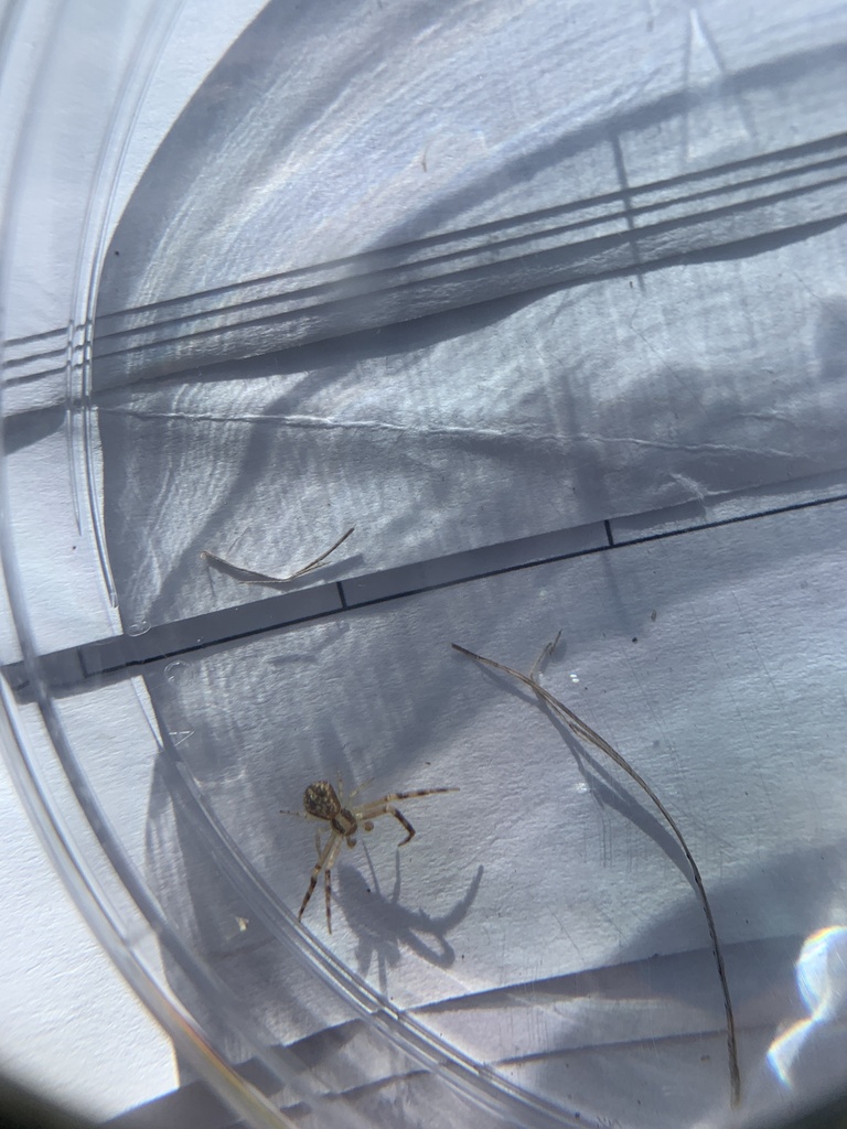 Mecaphesa from University of North Texas Discovery Park, Denton, TX