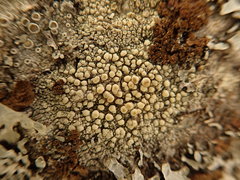 Lecanora confusa