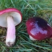 Shellfish-scented Russula - Photo (c) Uwe Winkler, some rights reserved (CC BY-NC), uploaded by Uwe Winkler