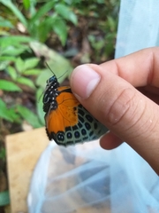 Prepona hewitsonius