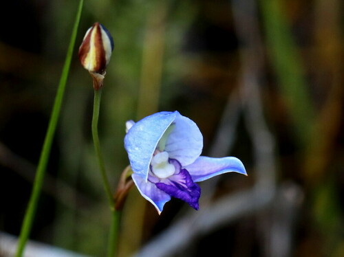 Disa purpurascens Bolus