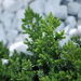 Juniperus procumbens - Photo (c) אנונימי,  זכויות יוצרים חלקיות (CC BY-SA)