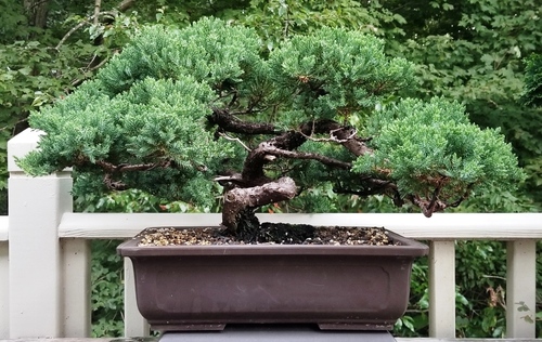 Japanese garden juniper