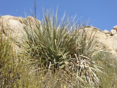 Nolina bigelovii