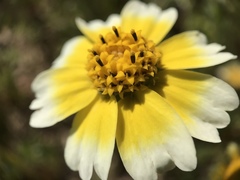 Layia munzii