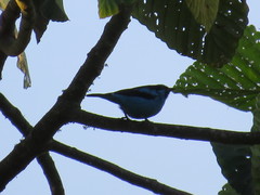 Dacnis hartlaubi