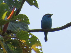 Dacnis hartlaubi