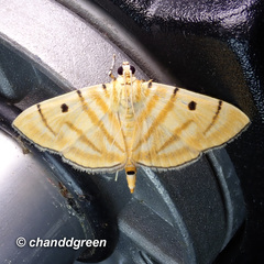 Notarcha tigrina