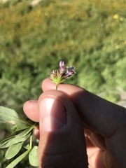 Trifolium willdenovii