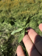 Trifolium willdenovii
