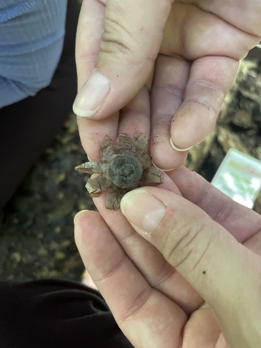 Geastrum