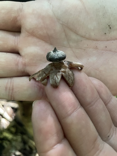 Geastrum (Photo 2 of 3)