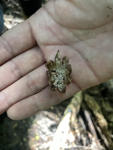 Geastrum (Photo 3 of 3)