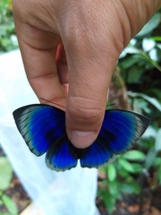 Prepona hewitsonius