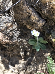 Tomostima cuneifolia