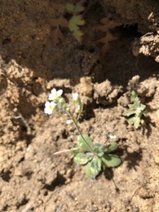 Tomostima cuneifolia