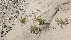 Gilia stellata