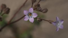 Gilia stellata