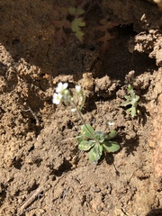 Tomostima cuneifolia
