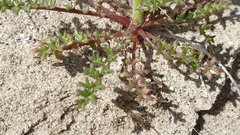 Gilia stellata
