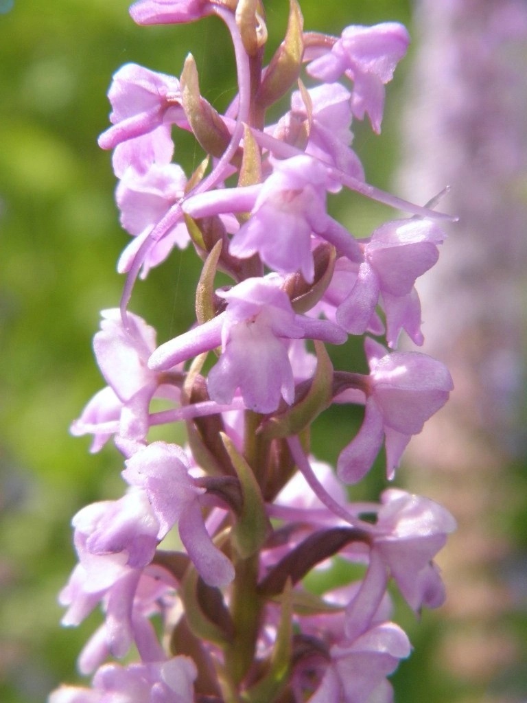 Fragrant Orchid