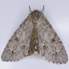 Acronicta americana