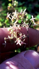Thalictrum arkansanum