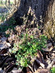 Thalictrum arkansanum