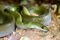African House Snake photo 3