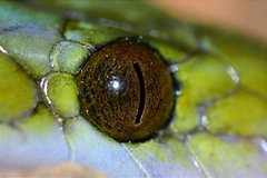 African House Snake photo 5