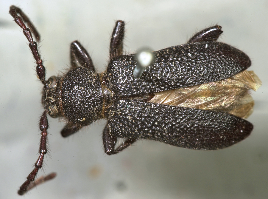 Xylocrius