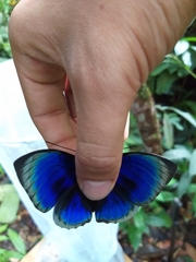 Prepona hewitsonius