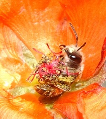 Andrena sphaeralceae
