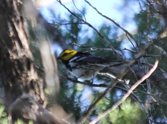 Setophaga chrysoparia